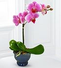 Phalenophsis Orchid Plant