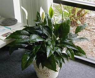 FTD Spathiphyllum
