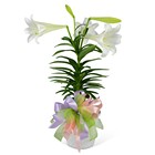 Easter Lily with Bow In Waterford Michigan Jacobsen's Flowers
