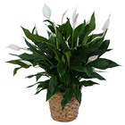 Peace Lily Plant in Basket In Waterford Michigan Jacobsen's Flowers