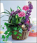 Garden Comforts