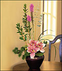 Orchid Cheer