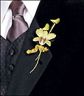 Cat's-Eye Green Orchid Boutonniere