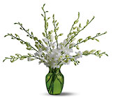 /images/telwhite03/TF-WEB377lg.jpg Serenity Orchids