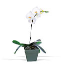 Phalaenopsis Orchid Plant