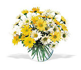 Dashing Daisies