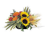 Sunflower Harvest