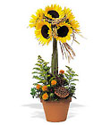 Sunflower Topiary