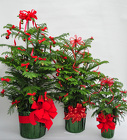 /images/x_35344blg.jpg Decorated Norfolk