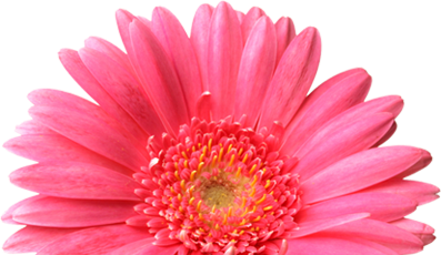 Fresh Flowers and Garden Favorites for the Season from Jacobsen's Flowers and Gifts