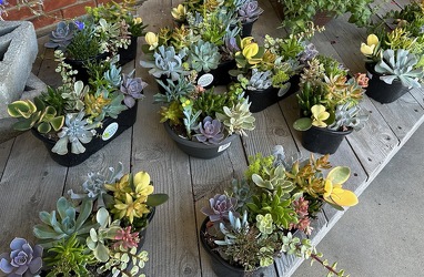 HENS AND CHICKS SUCCULENT GARDENS In Waterford Michigan Jacobsen's Flowers