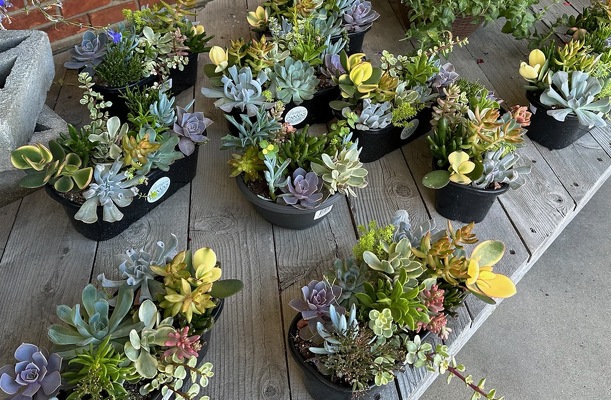 HENS AND CHICKS SUCCULENT GARDENS