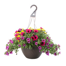 Beautiful Hanging Baskets In Waterford Michigan Jacobsen's Flowers