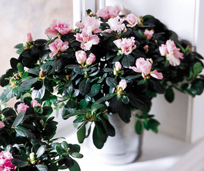  Azalea Plant In Waterford Michigan Jacobsen's Flowers