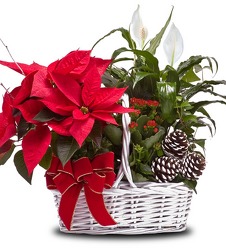  Poinsettia Garden Basket In Waterford Michigan Jacobsen's Flowers