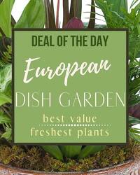 Deal of the Day - European Dish Garden In Waterford Michigan Jacobsen's Flowers