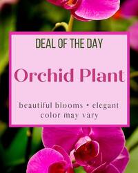 Deal of the Day - Orchid Plant In Waterford Michigan Jacobsen's Flowers