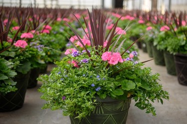 BEAUTFIUL PORCH PLANTER In Waterford Michigan Jacobsen's Flowers