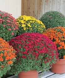 Hardy Mum Plants In Waterford Michigan Jacobsen's Flowers