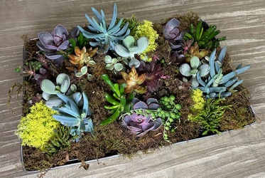 Large Succulent Gardens In Waterford Michigan Jacobsen's Flowers