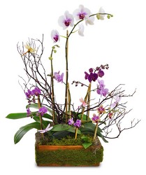 Mother's Orchids In Waterford Michigan Jacobsen's Flowers