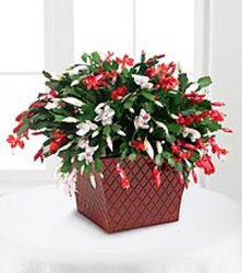 Christmas Cactus In Waterford Michigan Jacobsen's Flowers