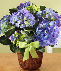 Beautiful Hydrangea  In Waterford Michigan Jacobsen's Flowers
