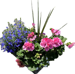 BEAUTIFUL SUMMER PATIO PLANTER In Waterford Michigan Jacobsen's Flowers