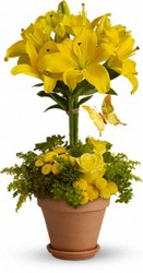 Yellow Fellow In Waterford Michigan Jacobsen's Flowers