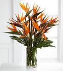 Tropical Birds of Paradise In Waterford Michigan Jacobsen's Flowers
