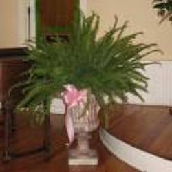Altar Plants In Waterford Michigan Jacobsen's Flowers