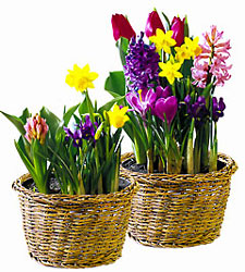 Watch Them Grow Garden In Waterford Michigan Jacobsen's Flowers