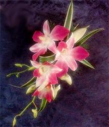 Tropical Orchid Corsage In Waterford Michigan Jacobsen's Flowers