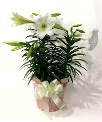 Easter Lily Plant In Waterford Michigan Jacobsen's Flowers Easter Lily Plant In Waterford Michigan Jacobsen's Flowers