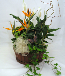 Dish Garden with Trim Package In Waterford Michigan Jacobsen's Flowers