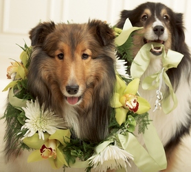 Best Dog Collar In Waterford Michigan Jacobsen's Flowers