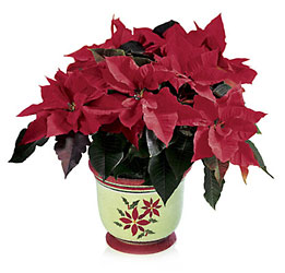 Holiday Poinsettia In Waterford Michigan Jacobsen's Flowers