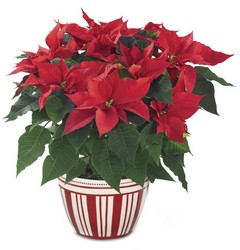 FTD Poinsettia Planter In Waterford Michigan Jacobsen's Flowers