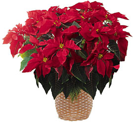Poinsettia Plants In Waterford Michigan Jacobsen's Flowers
