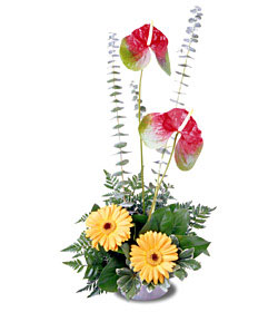 FTD Blazing Beauty Bouquet In Waterford Michigan Jacobsen's Flowers