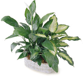 FTD Spathiphyllum and Dieffenbachia In Waterford Michigan Jacobsen's Flowers