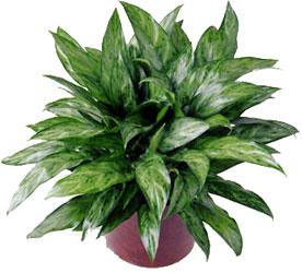 Chinese Evergreen In Waterford Michigan Jacobsen's Flowers