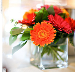 Gerbera Daisy Cube Arrangement In Waterford Michigan Jacobsen's Flowers