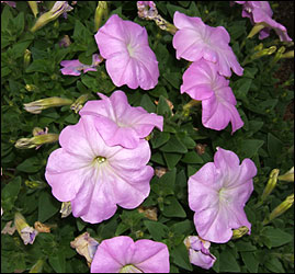 Petunia In Waterford Michigan Jacobsen's Flowers
