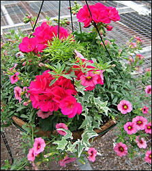 Geranium Hanging Basket In Waterford Michigan Jacobsen's Flowers