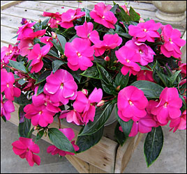 Impatiens In Waterford Michigan Jacobsen's Flowers