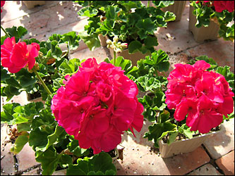 Geranium In Waterford Michigan Jacobsen's Flowers