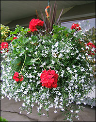 Geraniums and Bacopa In Waterford Michigan Jacobsen's Flowers