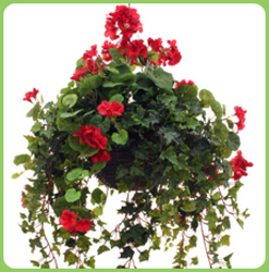 Beautiful Hanging Geraniums In Waterford Michigan Jacobsen's Flowers