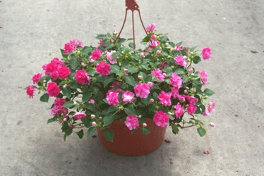Hanging Impatients In Waterford Michigan Jacobsen's Flowers